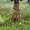 adozione cane canile Latina
