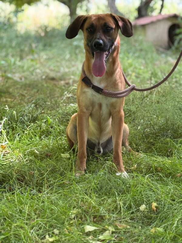 adozione cane canile Latina