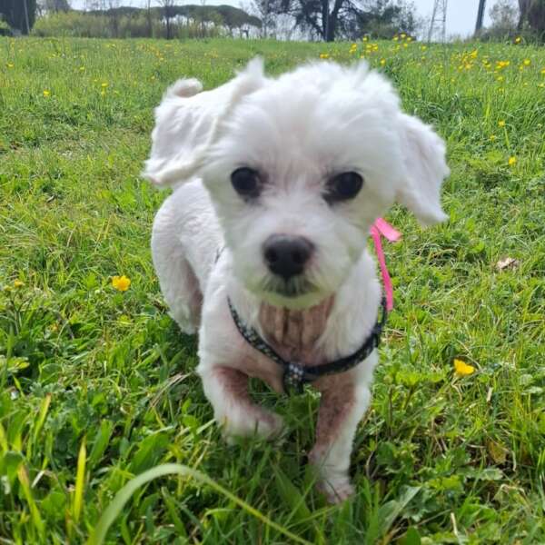 Laila