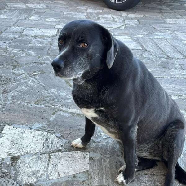 Ombra