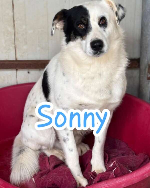Sonny - immagine 2