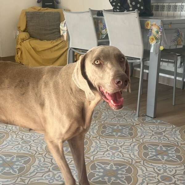 Ziva