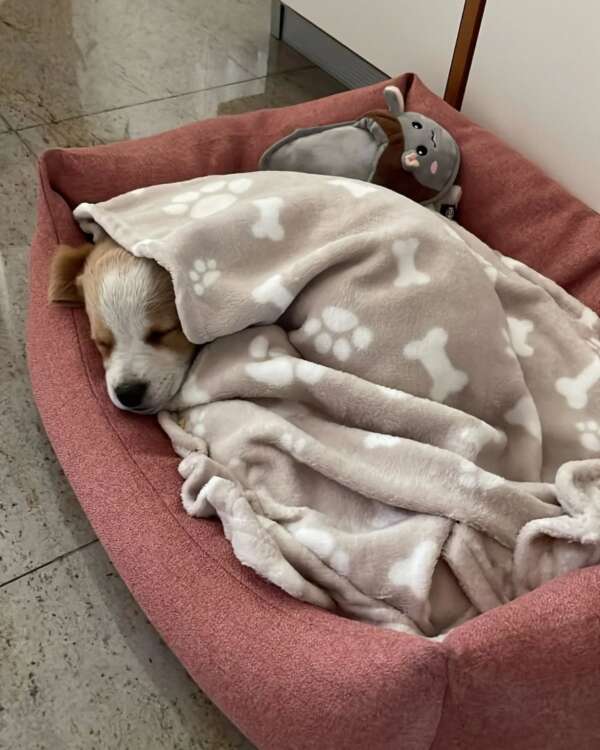 Lila