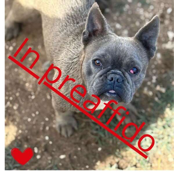 Priscilla