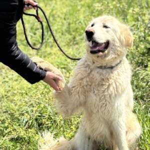 Bianca adozione cane Latina