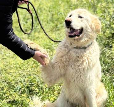 Bianca adozione cane Latina Bianca adozione cane Latina