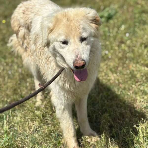 Bianca adozione cane Latina