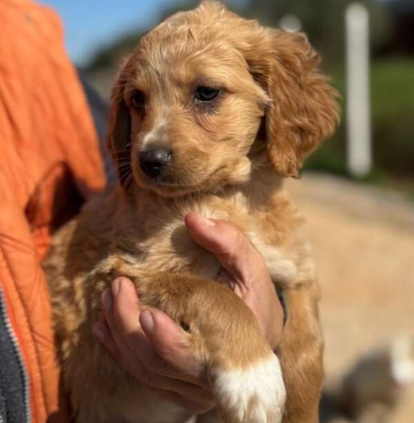 cane adozione cucciolo