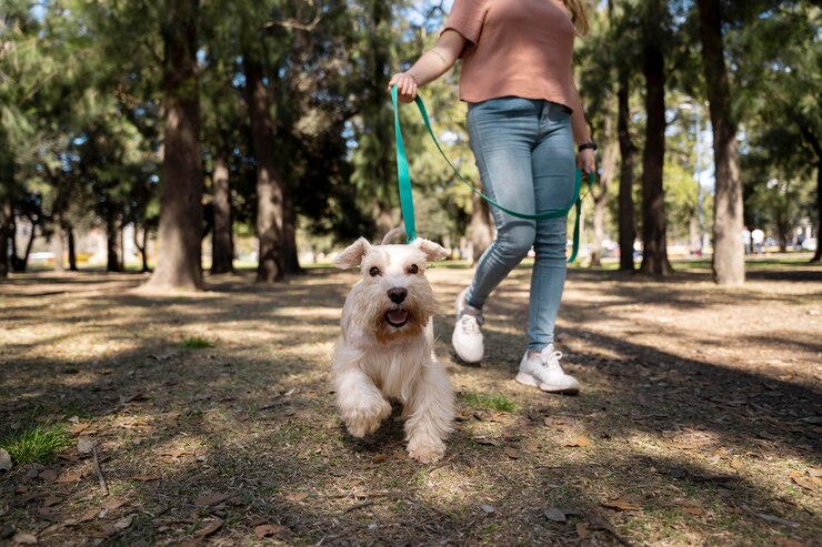 dog_walking