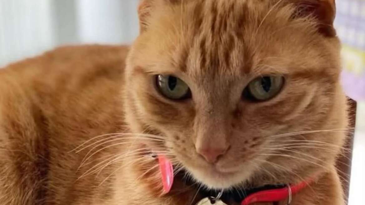 Aiutiamo a trovare Ginger – gatta smarrita a Latina