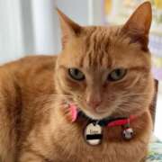 Aiutiamo a trovare Ginger – gatta smarrita a Latina
