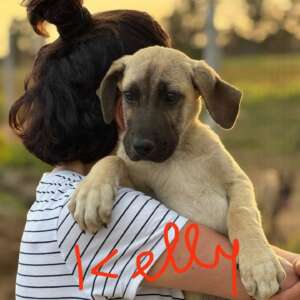 Kelly cucciolo kangal