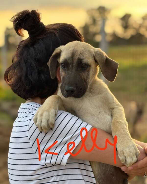 Kelly cucciolo kangal