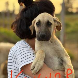 Konnor adozione cane Latina Kangal