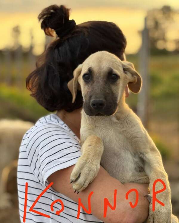 Konnor adozione cane Latina Kangal