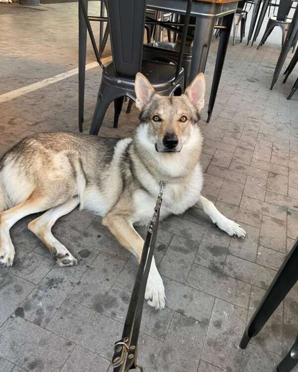KUMA