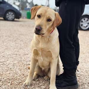 adozioni cani news petcare
