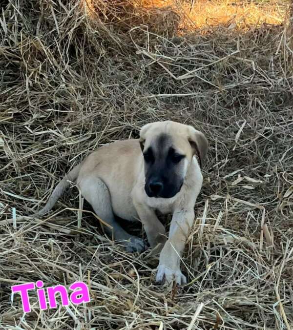 TINA