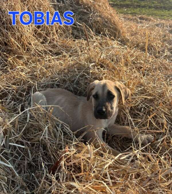 TOBIAS