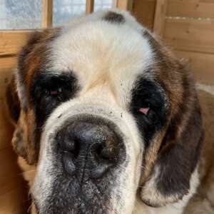 adozione cane san bernando canile Latina