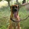 freddy adozione cane LATINA