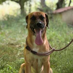 freddy adozione cane LATINA