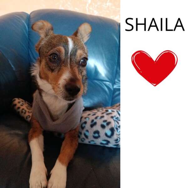 SHAILA