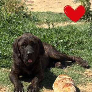Eugenio mix cane corso adozione Latina
