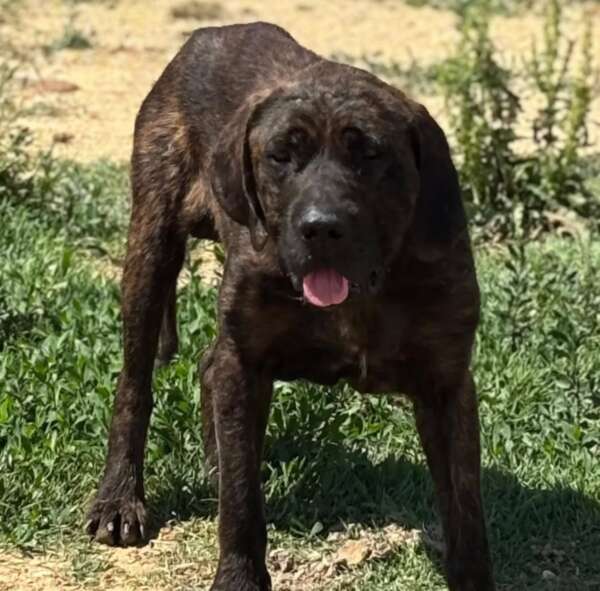 Eugenio mix cane corso adozione Latina