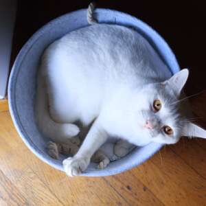 Hermes gattino bianco adozione Latina