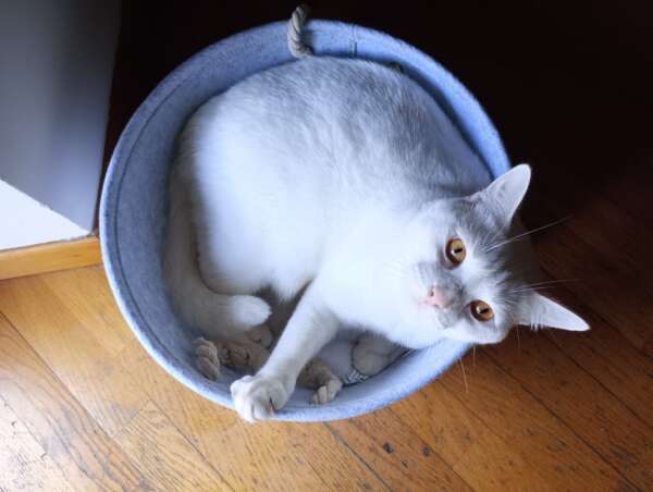 Hermes gattino bianco adozione Latina