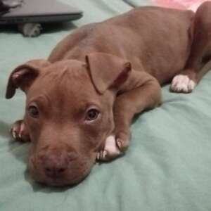 Michelino adozione cucciolo canile Latina