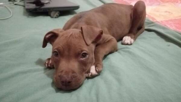 Michelino adozione cucciolo canile Latina
