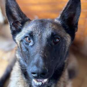 adozione cane malinois Latina