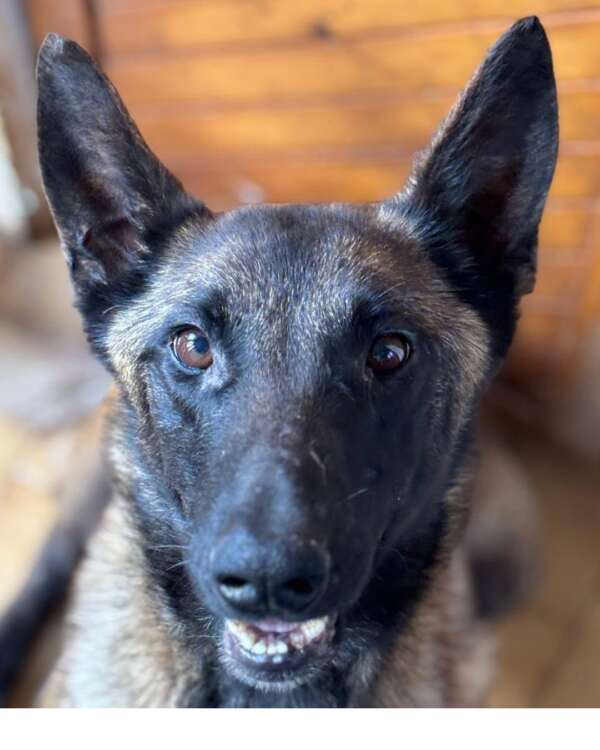 adozione cane malinois Latina