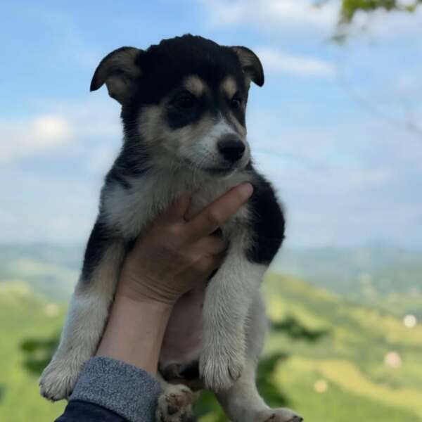 Selva e Aurora cucciole incrocio husky labrador
