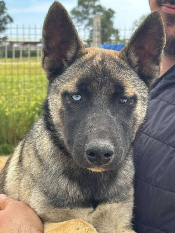 adozione cane Latina pastore belga