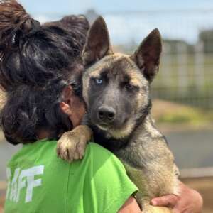adozione cane Latina pastore belga