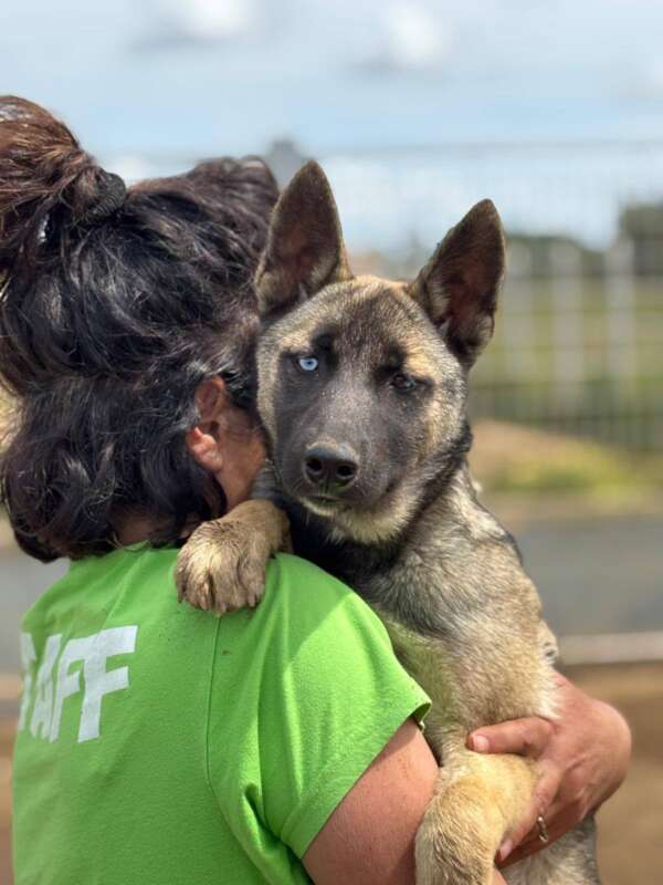 adozione cane Latina pastore belga