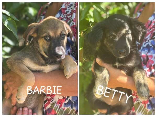 BARBIE e BETTY