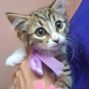 Gattina dagli occhi belli cerca adozione