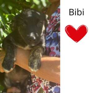 Bibi cucciola 3 mesi cerca casa