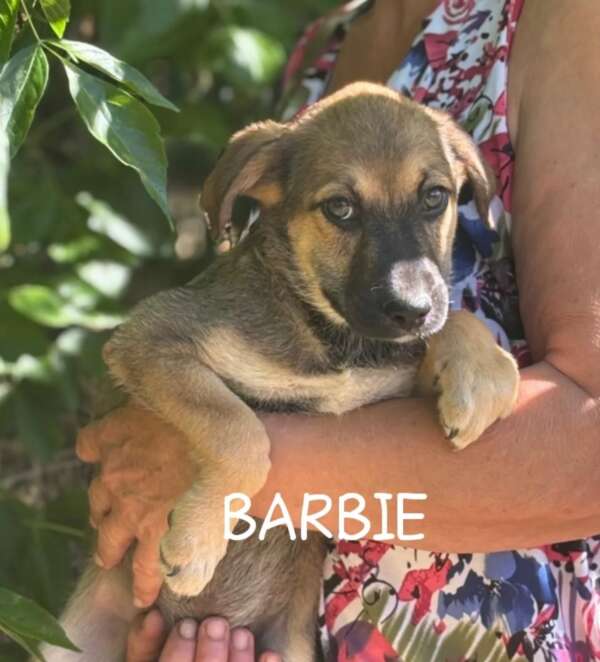 BARBIE e BETTY - immagine 3