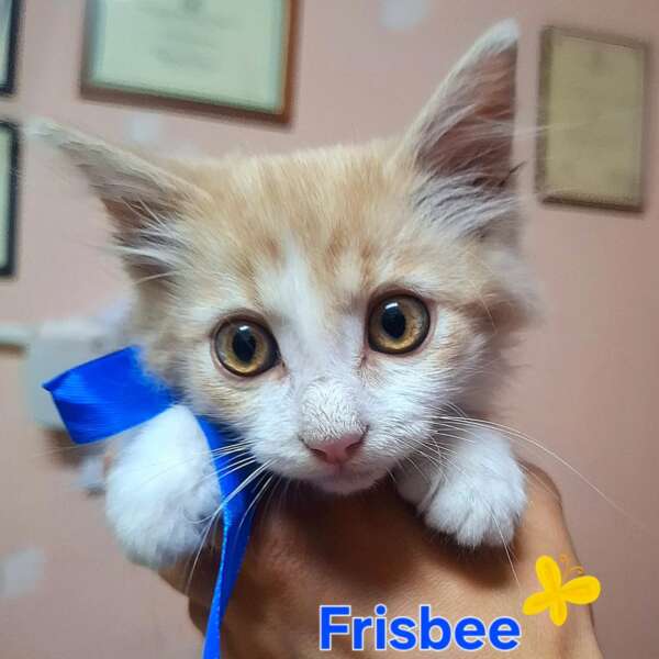 Frisbee
