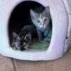 Greys e Mina - immagine 2