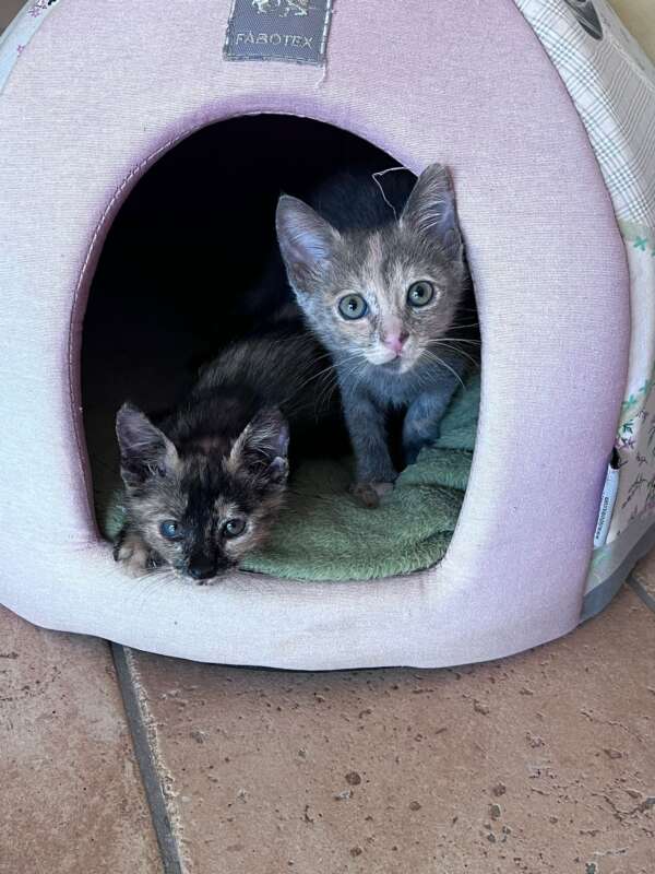 Greys e Mina - immagine 2