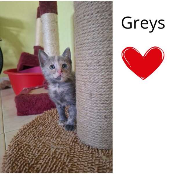 GREYS