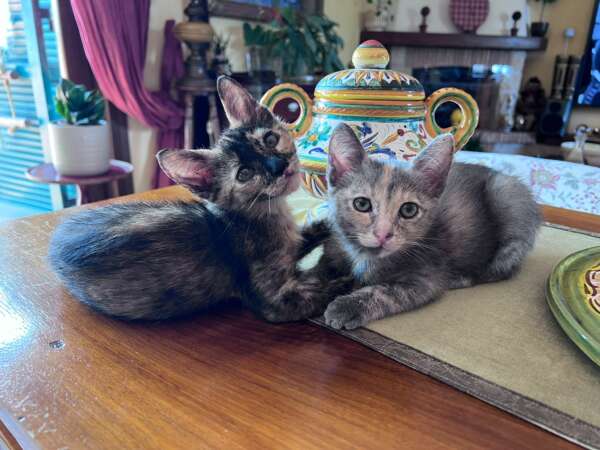 Greys e Mina