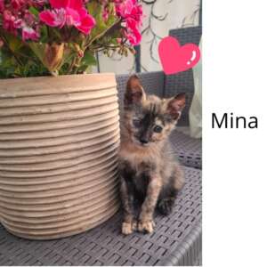 Mina dolce gattina cerca casa