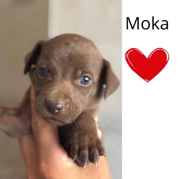Moka